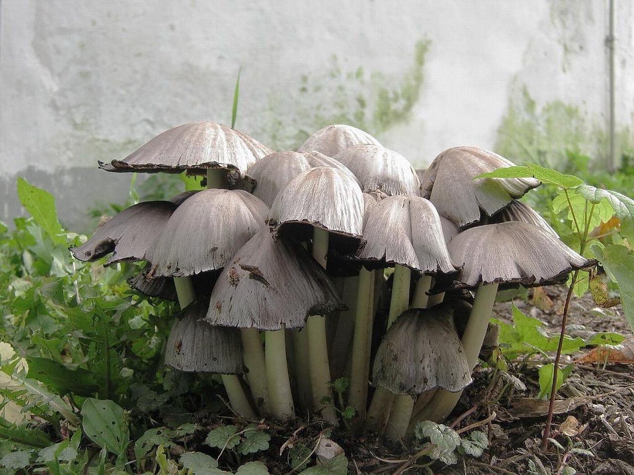 Coprinopsis atramentaria