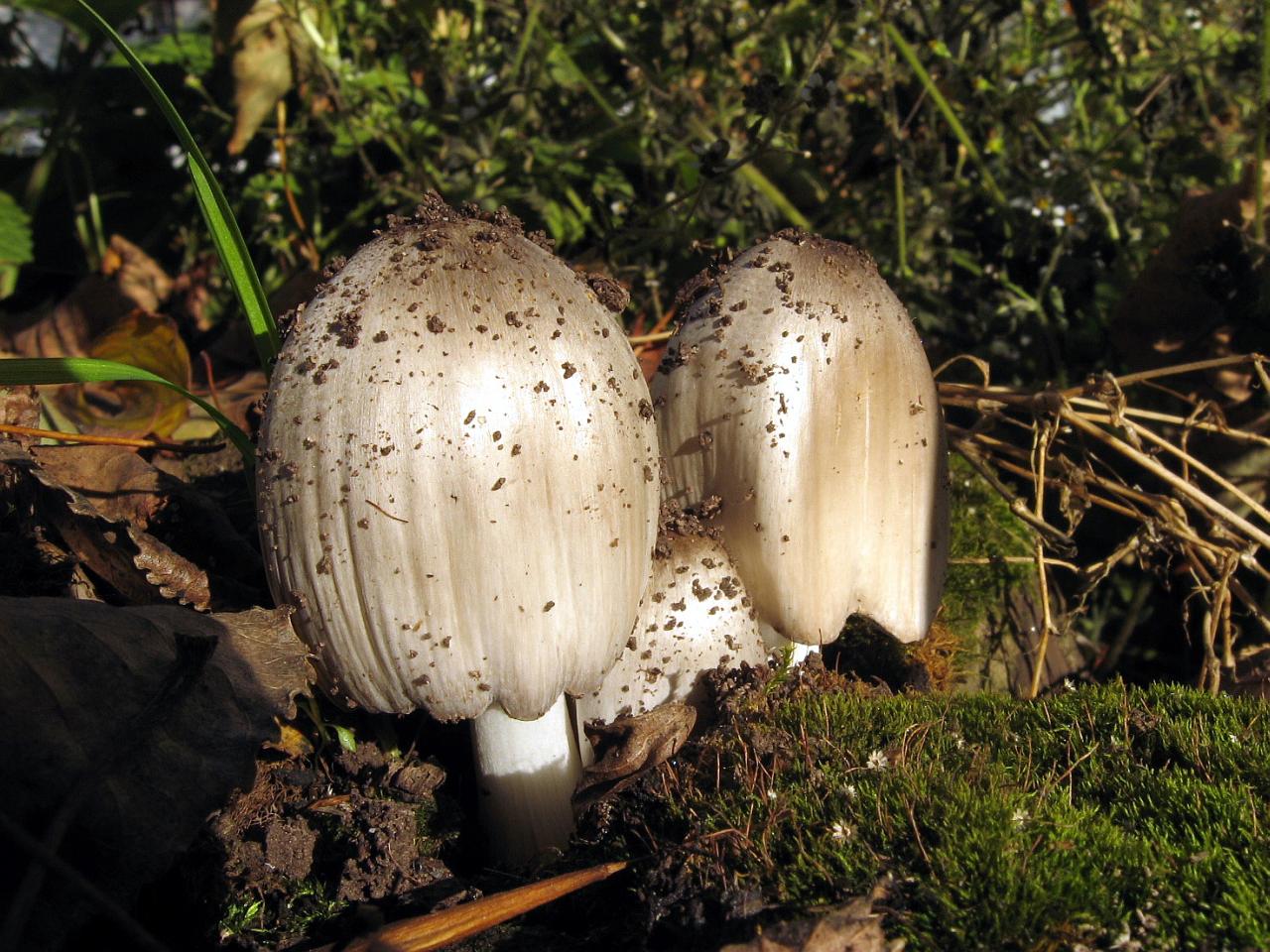 Coprinopsis atramentaria