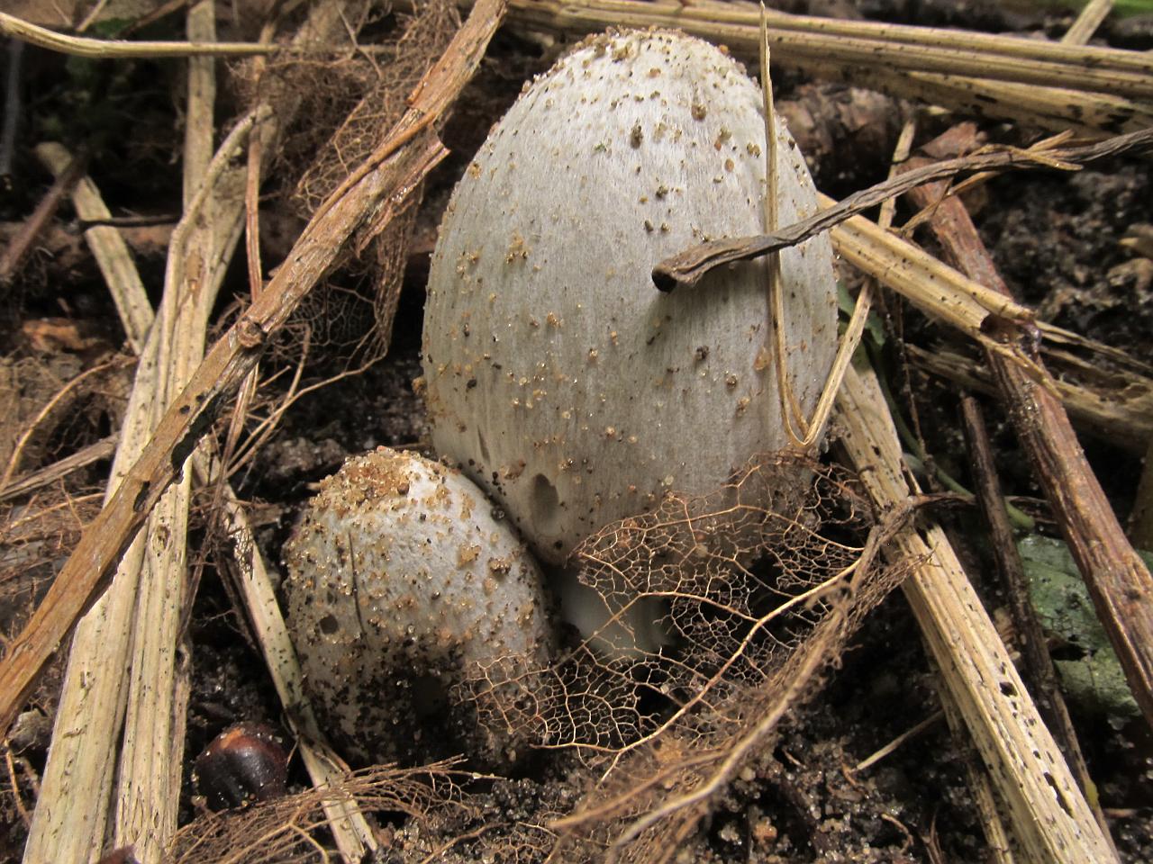 Coprinopsis atramentaria