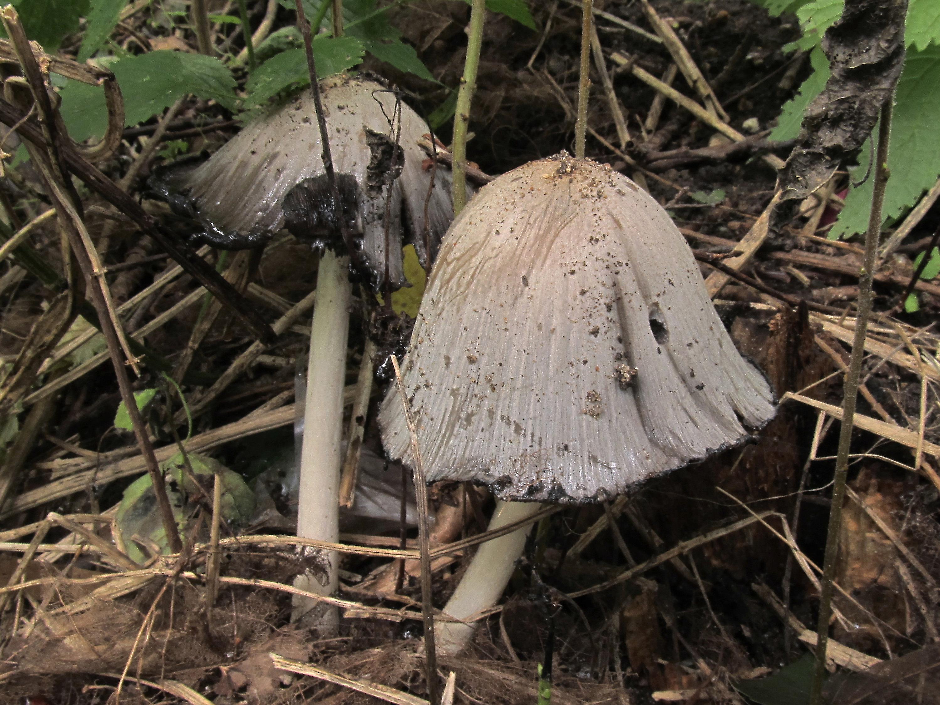 Coprinopsis atramentaria