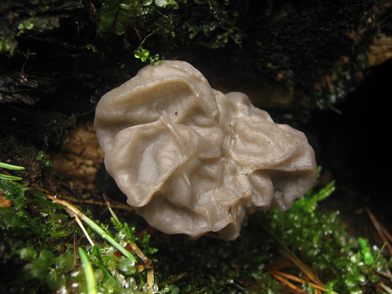 Helvella crispa