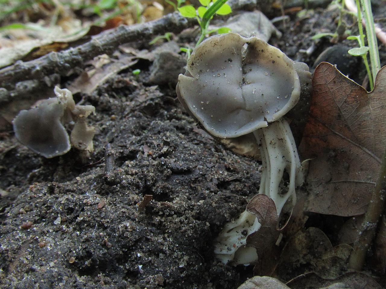 Helvella lacunosa