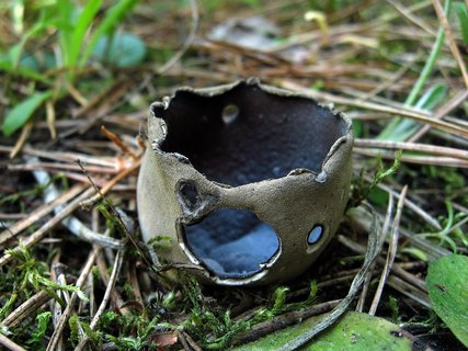 Helvella leucomelaena