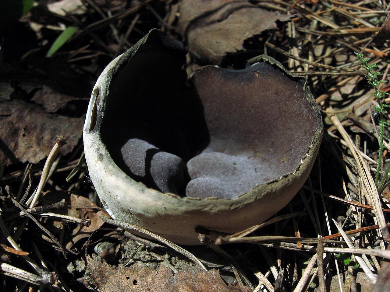 Helvella leucomelaena
