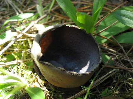 Helvella leucomelaena