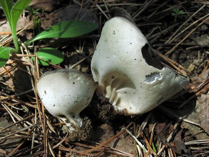Helvella leucomelaena