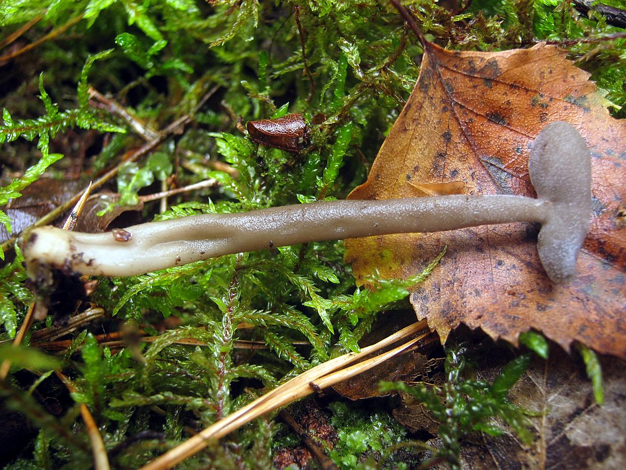 Helvella macropus