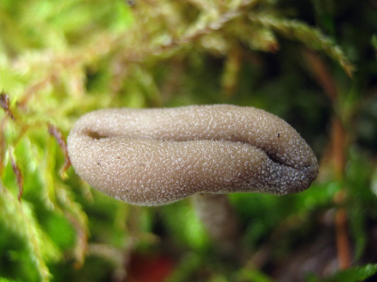 Helvella macropus