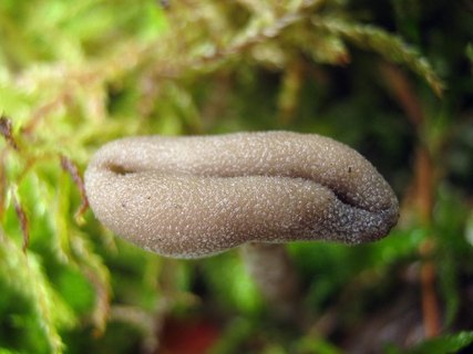 Helvella macropus