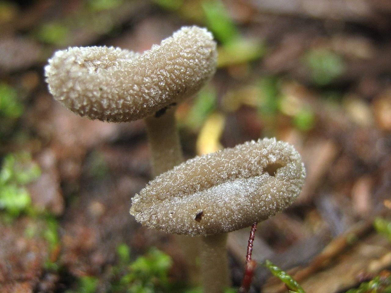 Helvella macropus