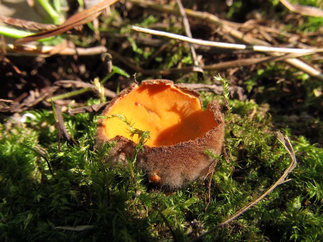 Hoffmannoscypha pellita