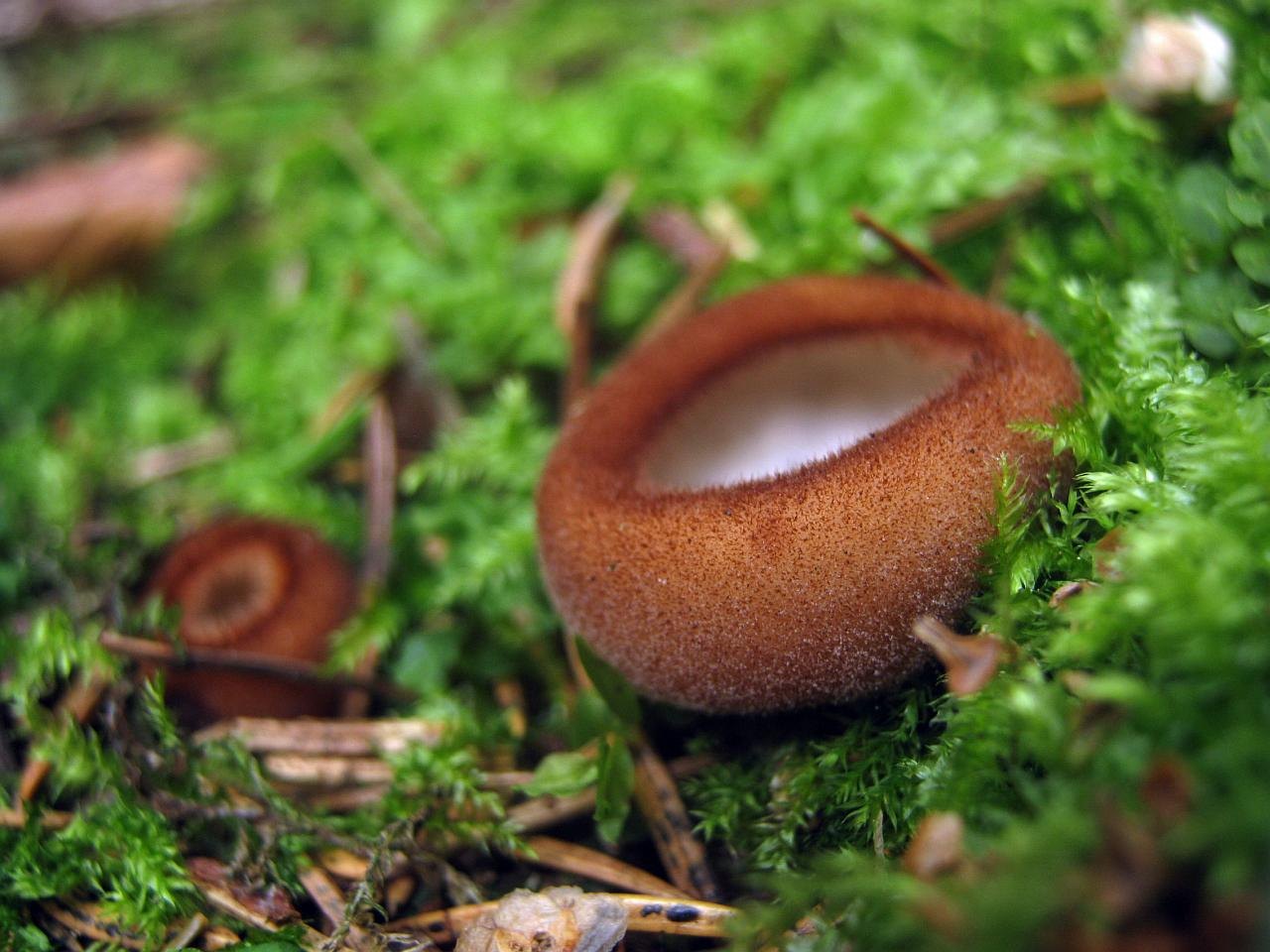 Humaria
