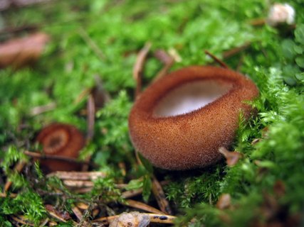 Humaria hemisphaerica