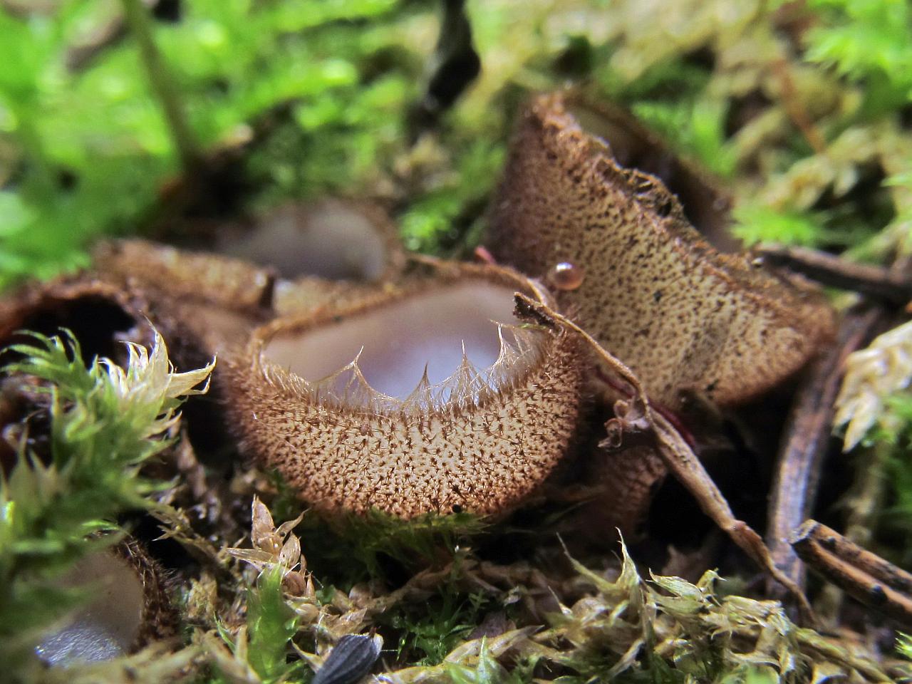 Humaria hemisphaerica