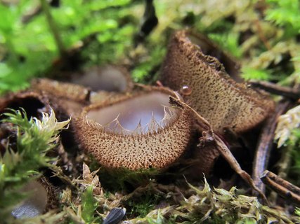 Humaria hemisphaerica