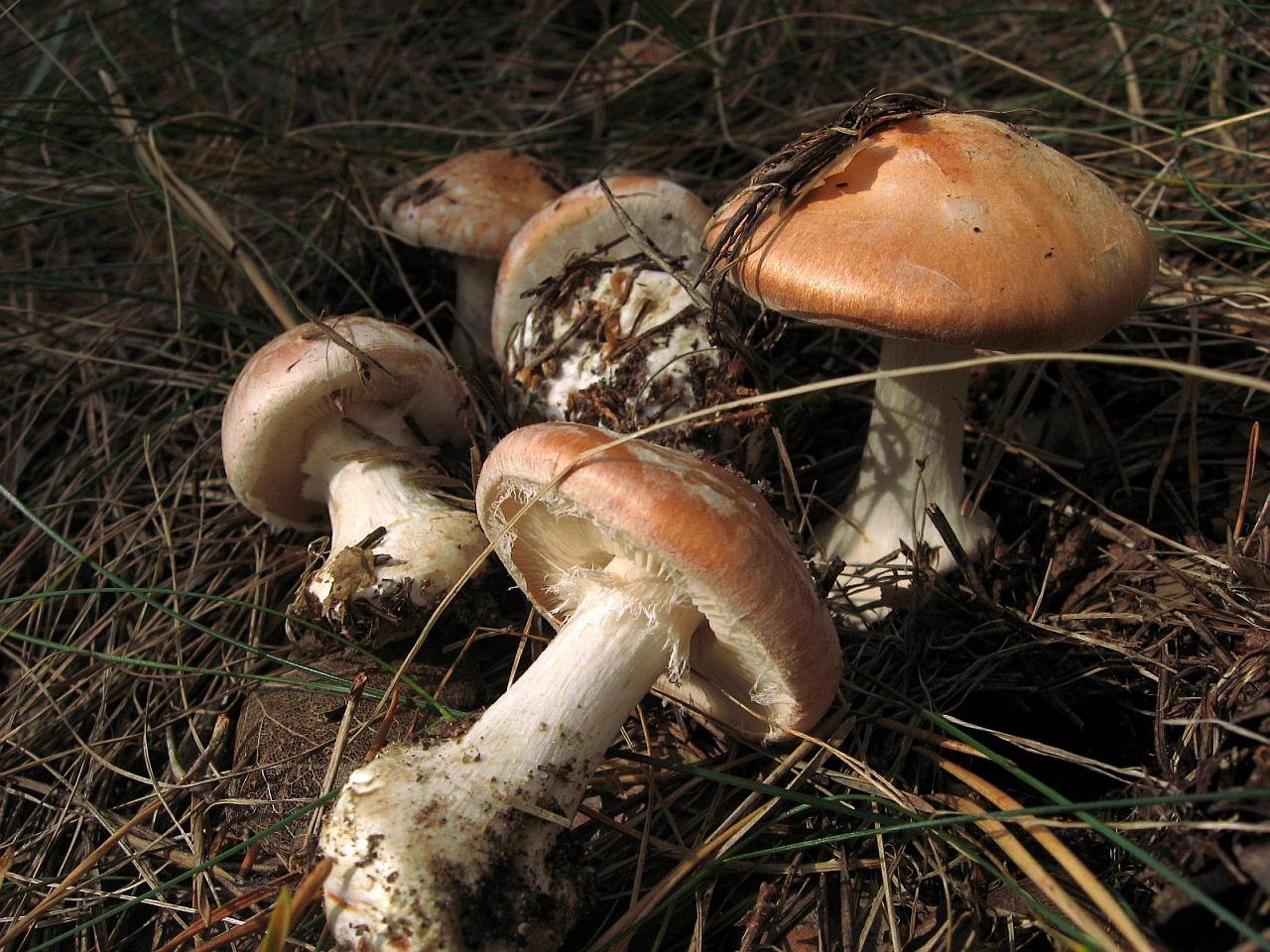 Leucocortinarius bulbiger