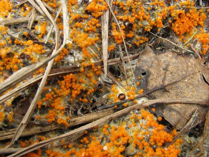 Byssonectria aggregata