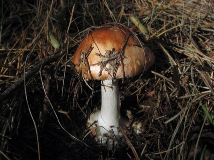 Leucocortinarius bulbiger