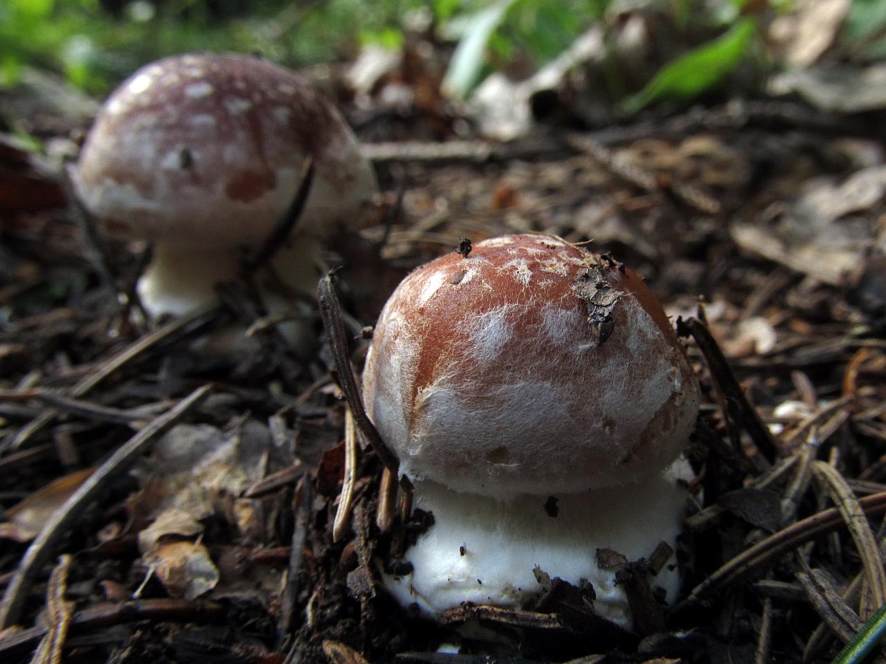 Leucocortinarius bulbiger