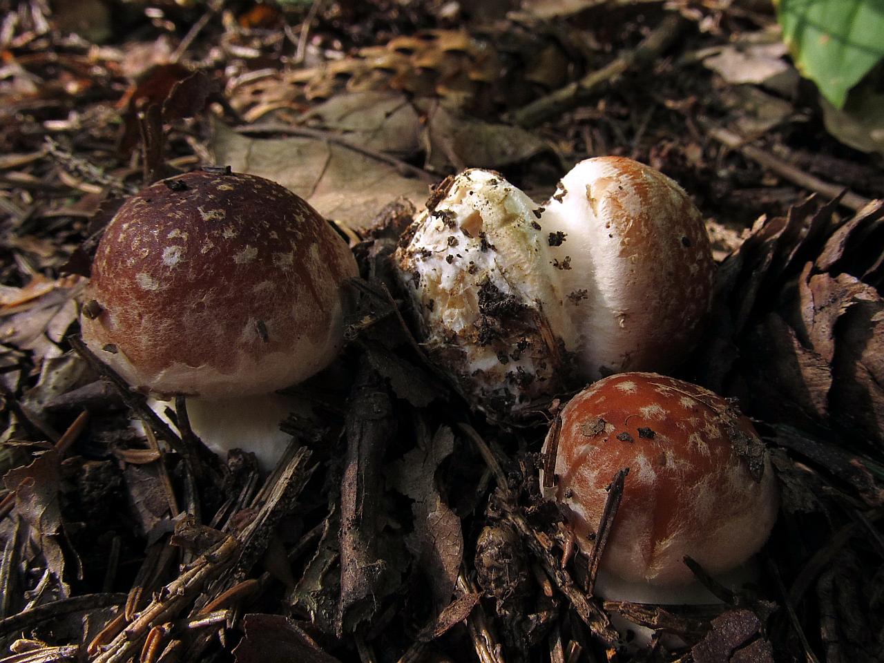 Leucocortinarius bulbiger