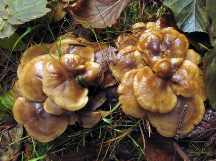 Lyophyllum decastes