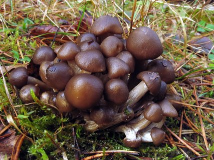 Lyophyllum decastes