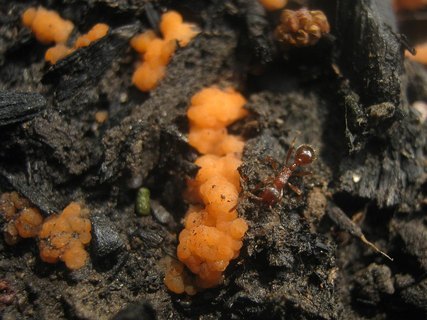 Pyronema omphalodes