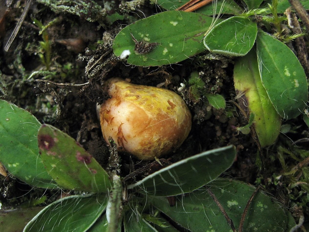 Rhizopogon