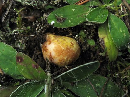 Rhizopogon luteolus
