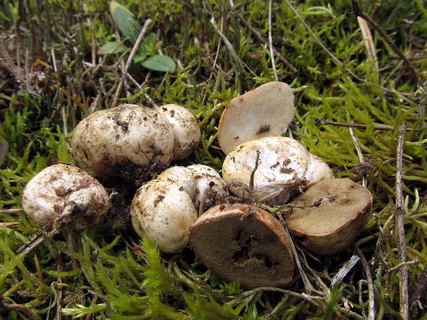 Rhizopogon luteolus