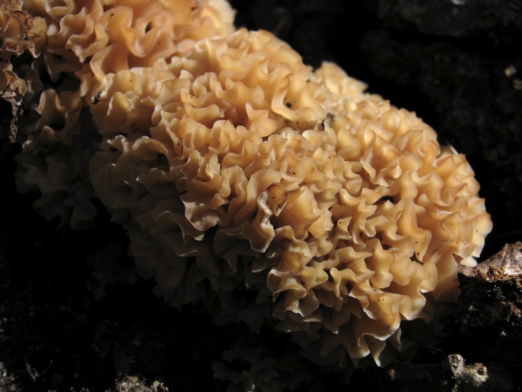 Sparassis crispa