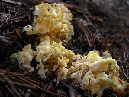 Sparassis crispa