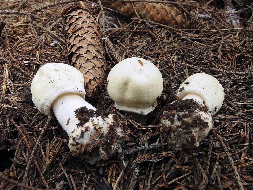 Agaricus sylvicola