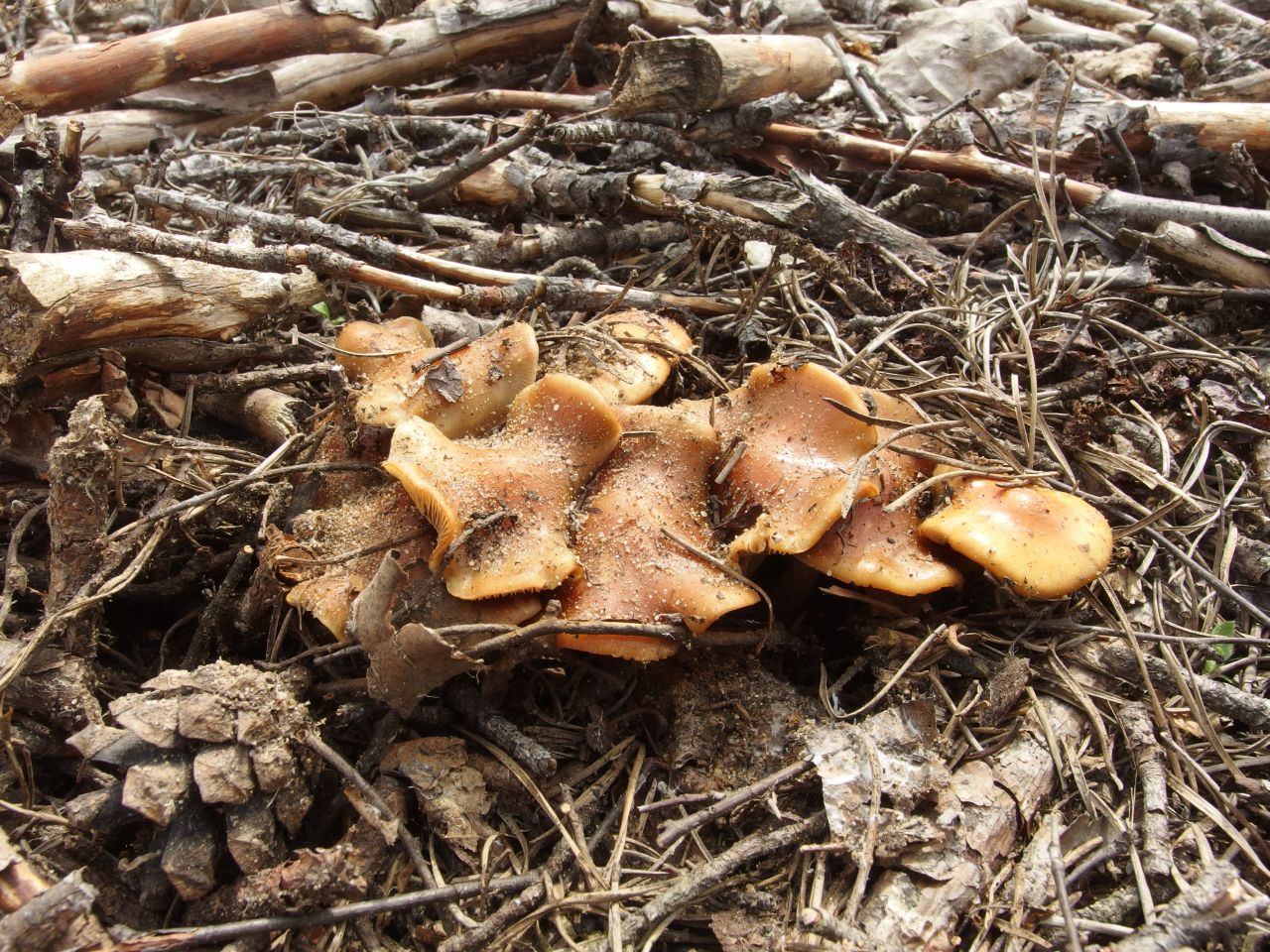 Pholiota highlandensis