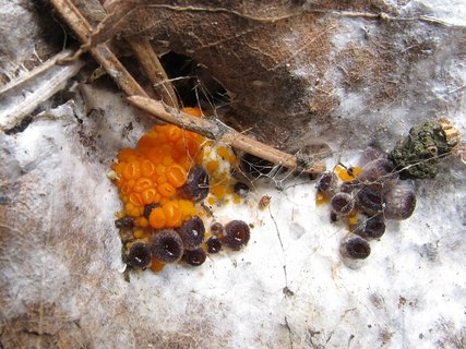 Byssonectria aggregata