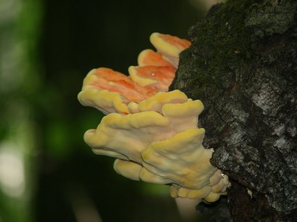 Laetiporus sulphureus