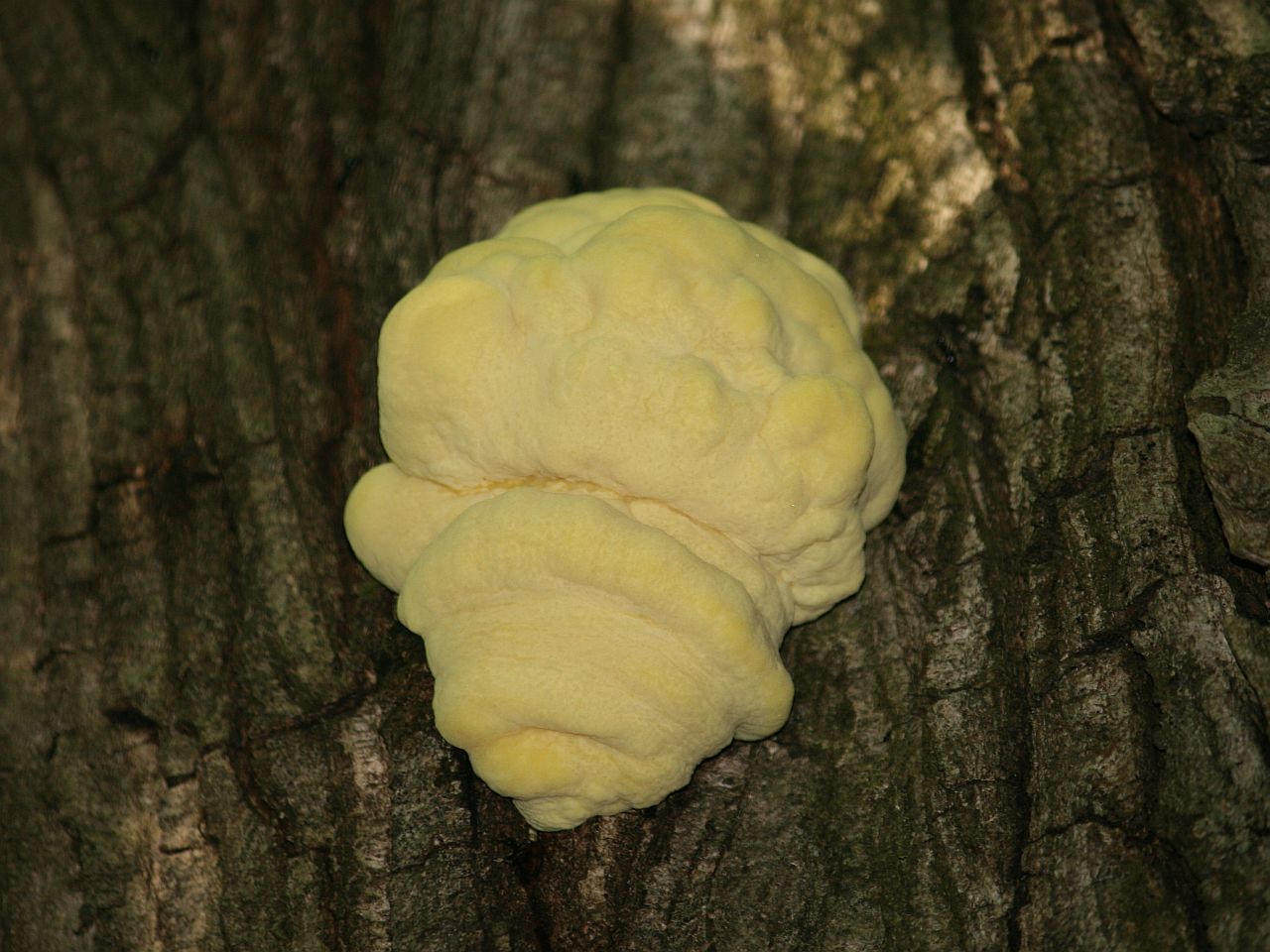 Laetiporus sulphureus