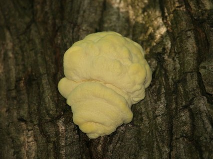 Laetiporus sulphureus