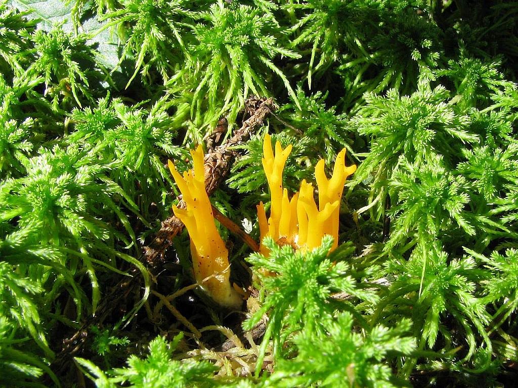 Calocera