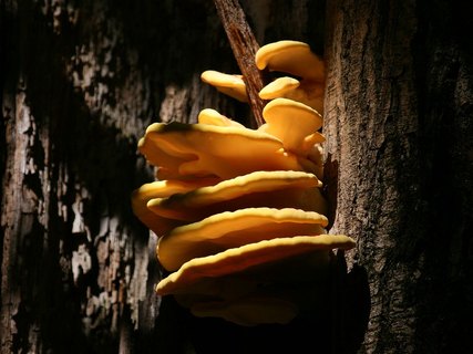 Laetiporus sulphureus