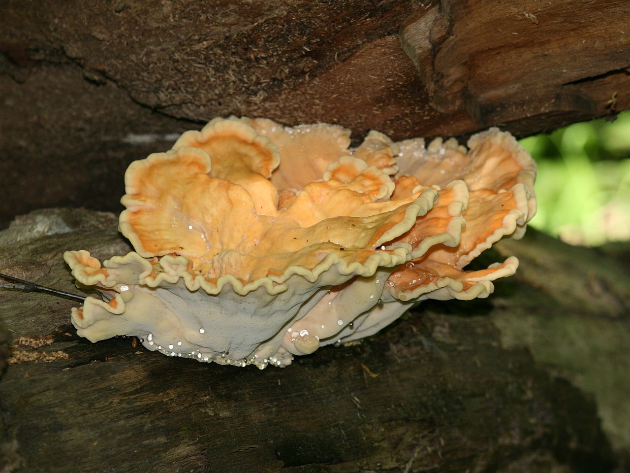 Laetiporus sulphureus