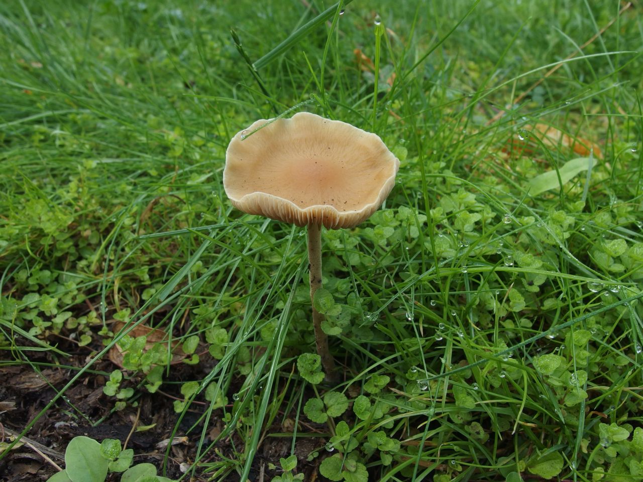 Agrocybe arvalis