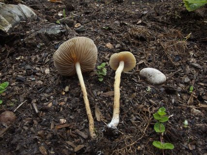 Agrocybe arvalis