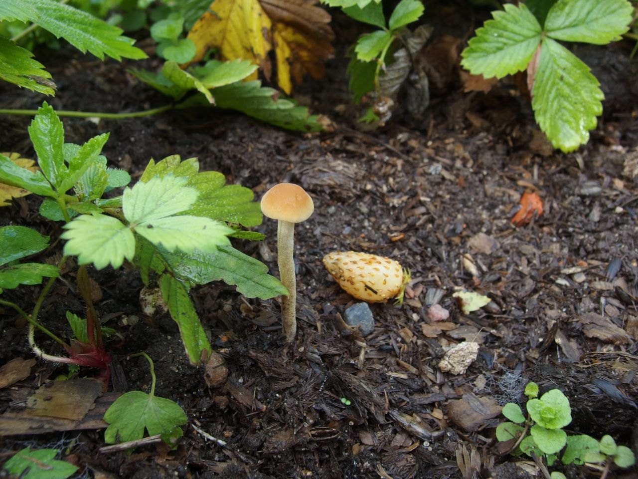Agrocybe arvalis
