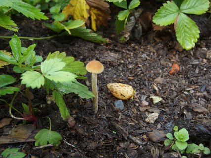 Agrocybe arvalis