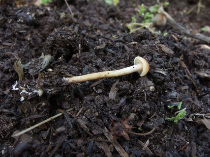 Agrocybe arvalis