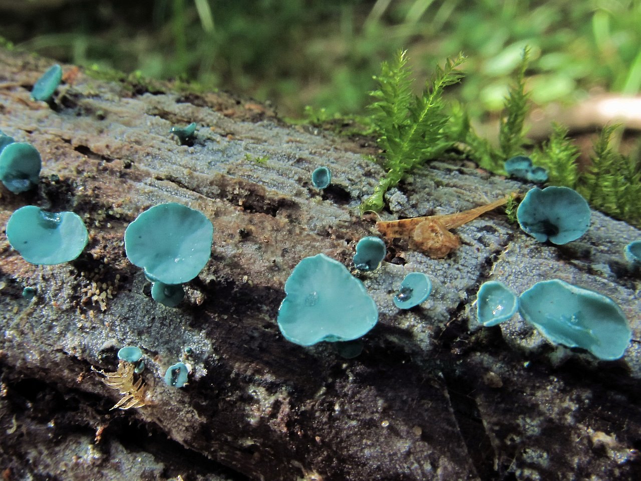 Chlorociboria