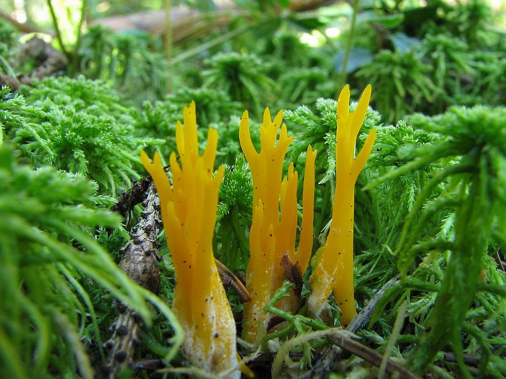 Calocera viscosa – Калоцера клейкая