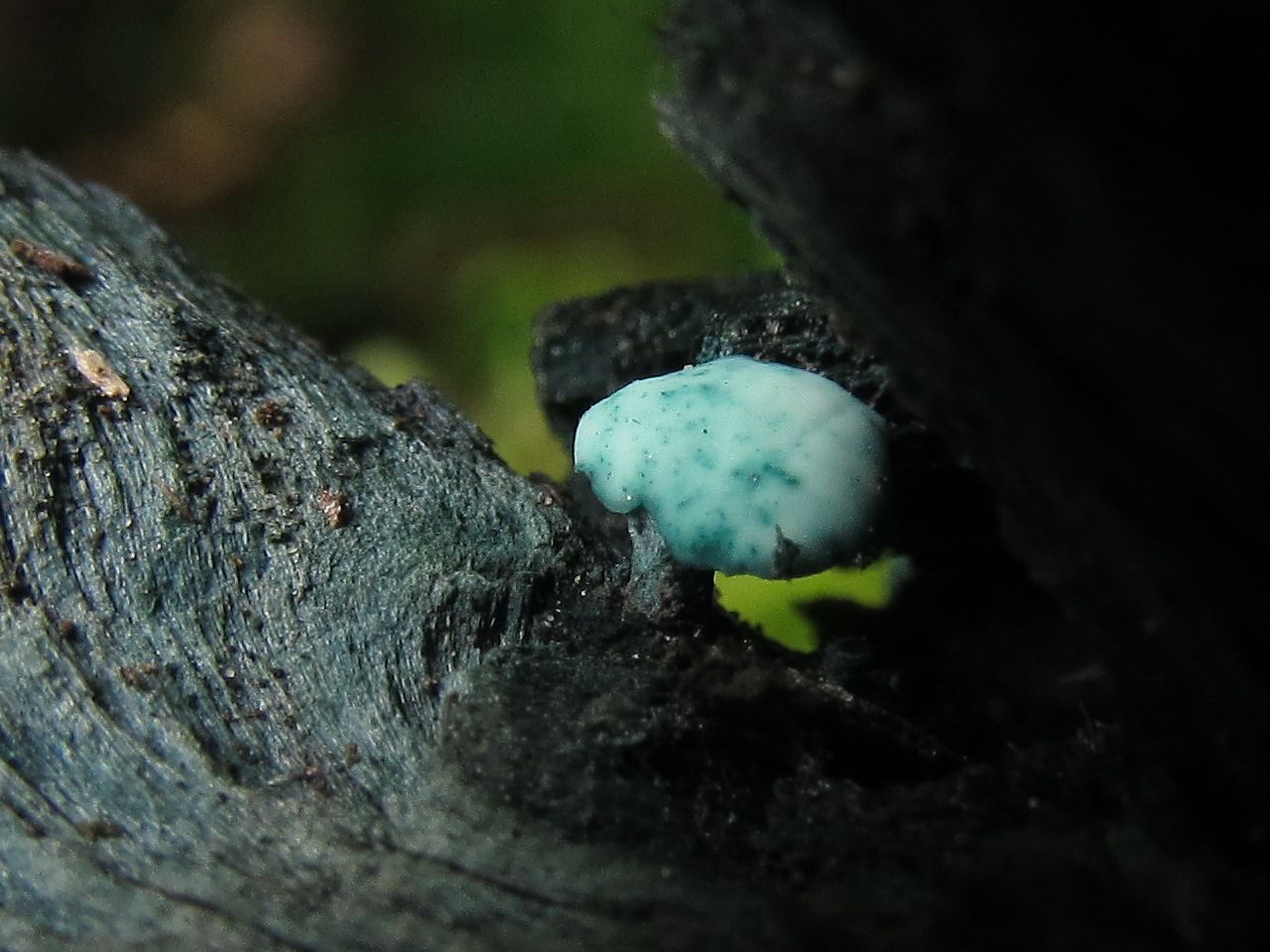 Chlorociboria aeruginosa