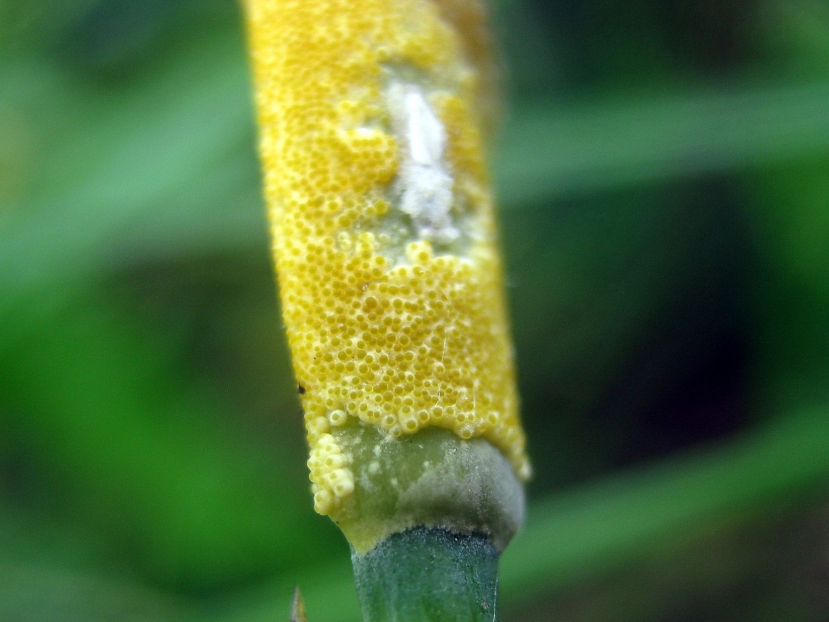 Epichloe typhina